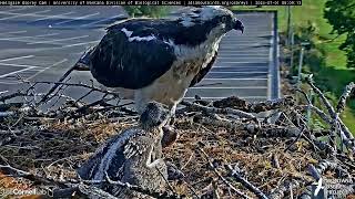 Finn Brings Breakfast for the Hellgate Osprey Nestlings  July 1 2024 [upl. by Ivatts]