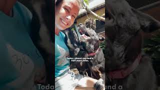 Woman Breaks Down Rescuing Puppies  The Dodo [upl. by Sucramed307]