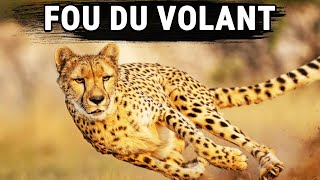 Le Guépard A Mis Tous Ses Points dXP Dans La Vitesse [upl. by Levin]