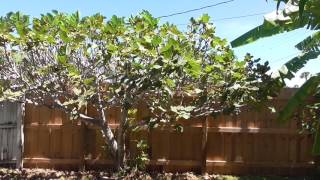 Late Summer Brown Turkey Fig Trees  What to Expect [upl. by O'Hara]