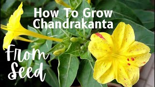 How To Grow amp Care Chandrakanta  4 O’Clock plant From Seed [upl. by Potts]