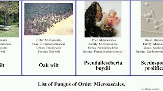 List of Fungus of Order Microascales minor wilt fimbriata boydii Ceratocystis Oak Fuse platani [upl. by Ahtiek]