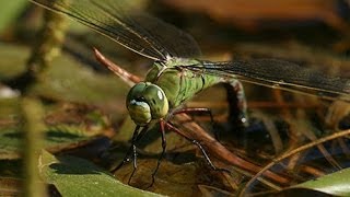 Emperor Dragonfly Anax imperator [upl. by Marlon]