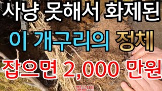 이러니까 멸종위기지사냥 못해서 유명해진 개구리 실체잡으면 2000만원 벌금 또는 쇠고랑 [upl. by Mccormac]