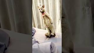 Shirt cat funny viralcat video [upl. by Wayolle]