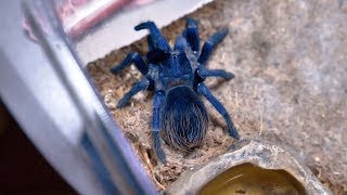 Brazilian Blue Tarantula Female  Pterinopelma Sazimai  Eating [upl. by Deadman913]