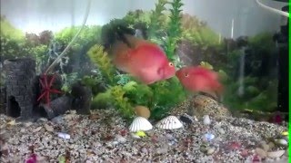 Parrot fish dance  Friendly parrots dancing together in an Aquarium [upl. by Silloc]