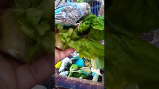 This Amazon bird toy is SO COOL parrot birds budgiesparakeet budgis birdslover lovebirds CUTE [upl. by Ahsinev]