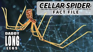 Cellar Spider Facts aka Daddy Long Legs Facts 🕷️ Animal Fact Files [upl. by Isied748]