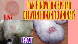 RINGWORM ANIMAL TO HUMAN TRANSMISSION [upl. by O'Meara]