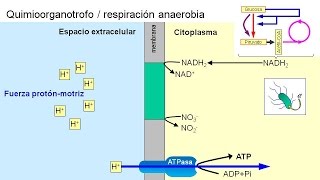 Metabolismo microbiano 04 Quimioorganotrofos anaerobios [upl. by Arait]