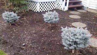 Dwarf Colorado Blue Spruce  Picea pungens Glauca Globosa [upl. by Durware]