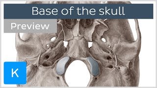 Inferior View of the Base of the Skull preview  Human Anatomy  Kenhub [upl. by Nitsuj]