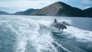 Bottlenose Dolphins [upl. by Rahm]