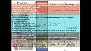 FISIOPATOLOGIA DE LOS SINDROMES SUPRARRENALES 1 [upl. by Aihsal]