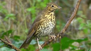 Song Thrush Birds Singing  Beautiful Relaxing Bird Sounds and Video [upl. by Dewhurst]