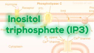 Inositol triphosphate IP3  Calcium release [upl. by Nallac916]