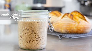 Understanding Sourdough Starter  feeding ratios leaven when to use what to feed [upl. by Sac579]