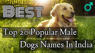 Top 20 Popular Male Dog Names In India । Dog Names For Male [upl. by Truc]