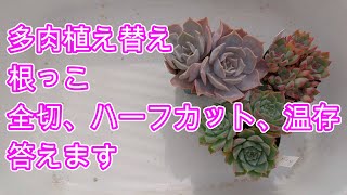 【多肉植物】【植え替え】植え替え時の根っこの処理についてお話します [upl. by Antonella180]