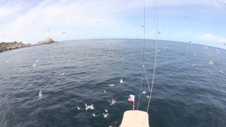 Sailing to the Farallon Islands off of the coast of California [upl. by Dougie]