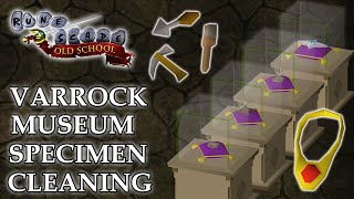 Varrock Museum Specimen Cleaning Guide [upl. by Anertal]