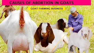 How to Stop Abortion in Goats  2024 detailed Video [upl. by Emirak]