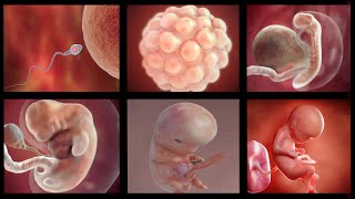 Human embryonic development  3D Animation [upl. by Aikel]