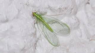 Facts About Lacewing [upl. by Acilgna]