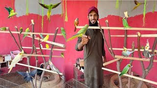 Green Parrots Or Cockatiel Ki Aviary Ban Gai 🥰 Sab Parrots Ko Aviary Main Chor Dia ❤️ [upl. by Oniluap]