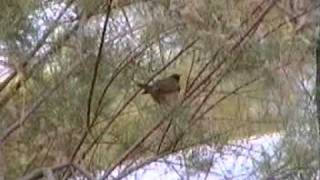 Basra ReedWarbler Acrocephalus griseldis [upl. by Lleddaw]