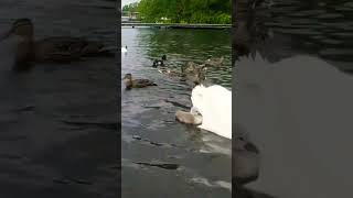 🇮🇪🦢 MUTE SWAN FAMILY🦢2 TINY FURRY BABY MUTE SWAN CYGNETS🐤POCHARD DUCK🦆MALLARD DUCKS🦆GULLS🕊Subscribe🙏 [upl. by Hubie]