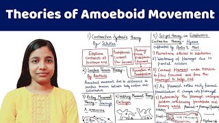 Amoeboid Movement  Theories of Amoeboid Movement  AllAboutBiology [upl. by Ennaira]