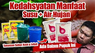 Wajib Tau ❗❗❗ Pupuk Ini Punya Manfaat Susu Dan Air Hujan  Agar Tanaman Subur Kuat amp Berbuah Lebat [upl. by Cain131]