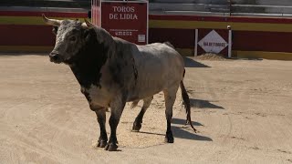 DESENCAJONAMIENTO TOROS DE LIDIA VALDETORRES DEL JARAMA 2021 [upl. by Zacarias752]