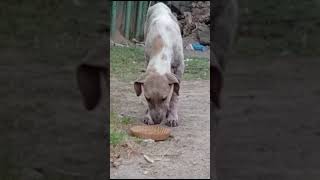 loveanimals helpstreetdogs animallover hungrydog protectanimals careforanimals feeddogs [upl. by Terhune]