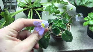 Primulina and Petrocosmea blooms and pollination [upl. by Lura]