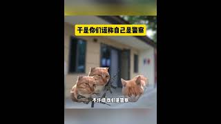 四位小孩哥假冒警察抓捕吸毒人员猫meme小剧场 小孩哥 离谱操作 猫meme cat 故事 funny 貓 搞笑 pets 迷恋 cute 萌宠 [upl. by Bearce273]