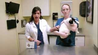 How to apply topical medication to a cats skin [upl. by Ssecnirp883]