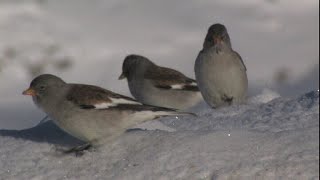 Il fringuello alpino  The snowfinch  Montifrigilla nivalis [upl. by Jakie]