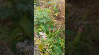 Wind chime🩶 flowers petals nature wind winter sunset love shorts youtubeshorts youtube [upl. by Iek809]