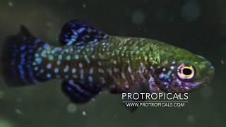 Killifish  Aphanius mento  How to Hatch amp Breed [upl. by Adian]