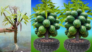 Great technique for growing mangoes with watermelon stimulates super fast fruit production [upl. by Anialram475]