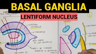 Basal Ganglia  2  Lentiform Nucleus [upl. by Jephthah]