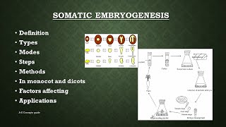 Somatic embryogenesis in plants  Plant tissue culture  AZ Concepts guide [upl. by Johst]