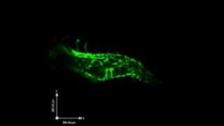 Blood vessel development in the zebrafish embryo  Courtesy of LMP Prof Jason Fish [upl. by Glass]