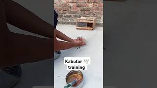 Kabutar ka training kabootar chana ke sath striling ho raha hai kabutarshorts viralvideo [upl. by Lachish]