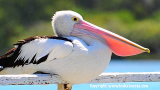 Pelican Yawning  Noosaville Queensland [upl. by Eilrebma]