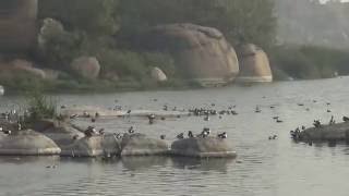 Pragathi Nagar Lake Bird Watching  Amber Cheruvu [upl. by Eel56]