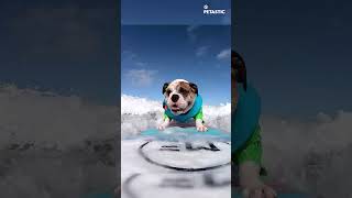 Bulldogs Epic Surfing Training Session  MustWatch [upl. by Dean]